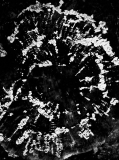 104636631_10223391436280671_1322076233307616725_n